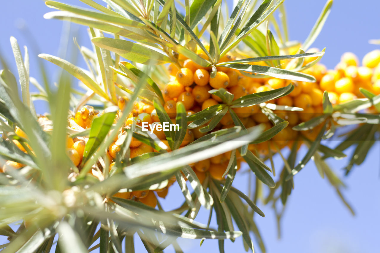 LOW ANGLE VIEW OF FLOWERING PLANTS