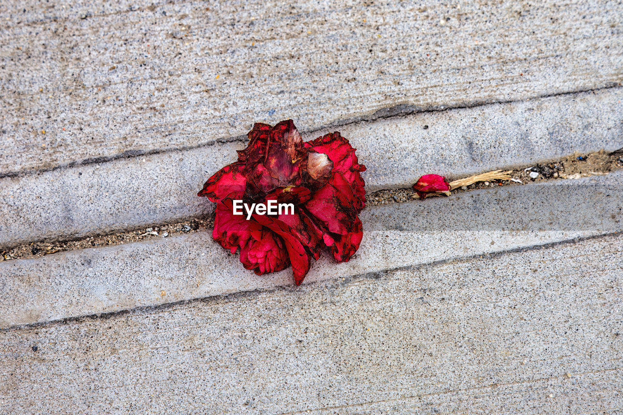 red, flower, leaf, high angle view, petal, day, no people, flowering plant, nature, outdoors, close-up, beauty in nature, rose, plant, fragility, directly above, fashion accessory, sunlight