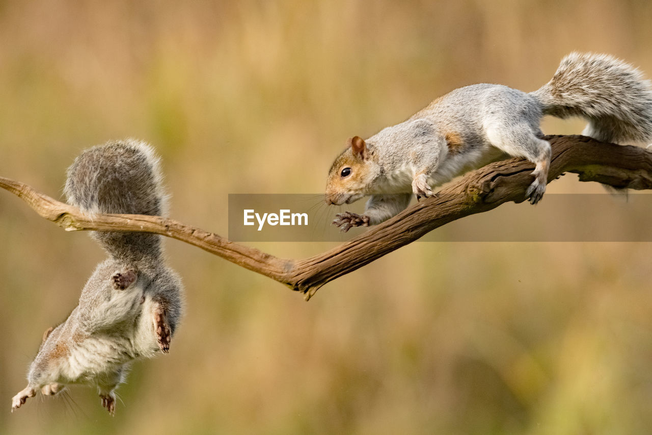 CLOSE-UP OF SQUIRREL EATING