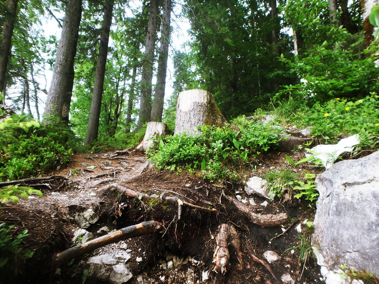 MOSS COVERED TREE IN FOREST