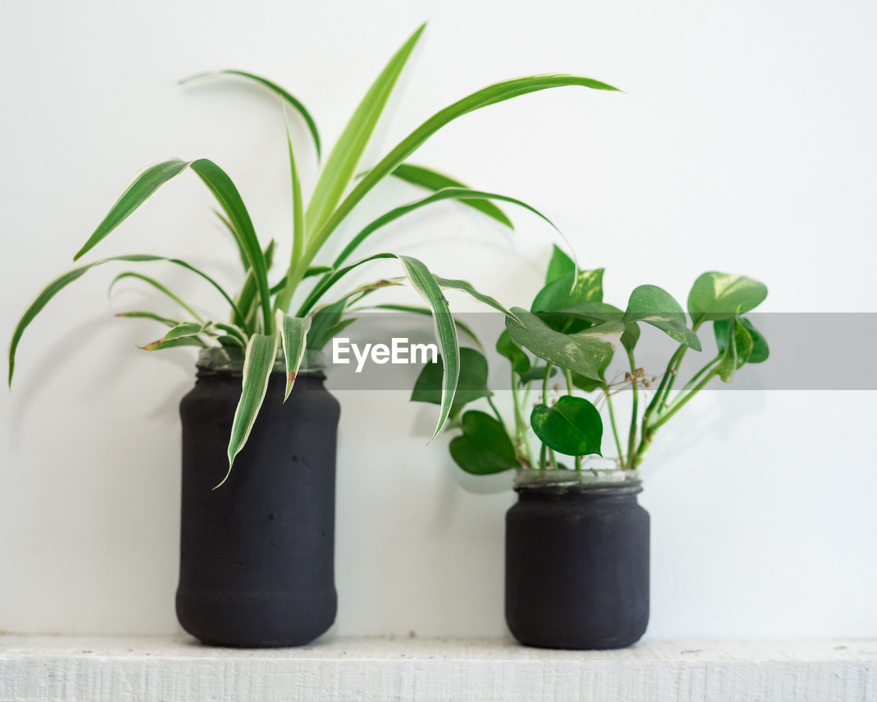 POTTED PLANT AGAINST WHITE BACKGROUND