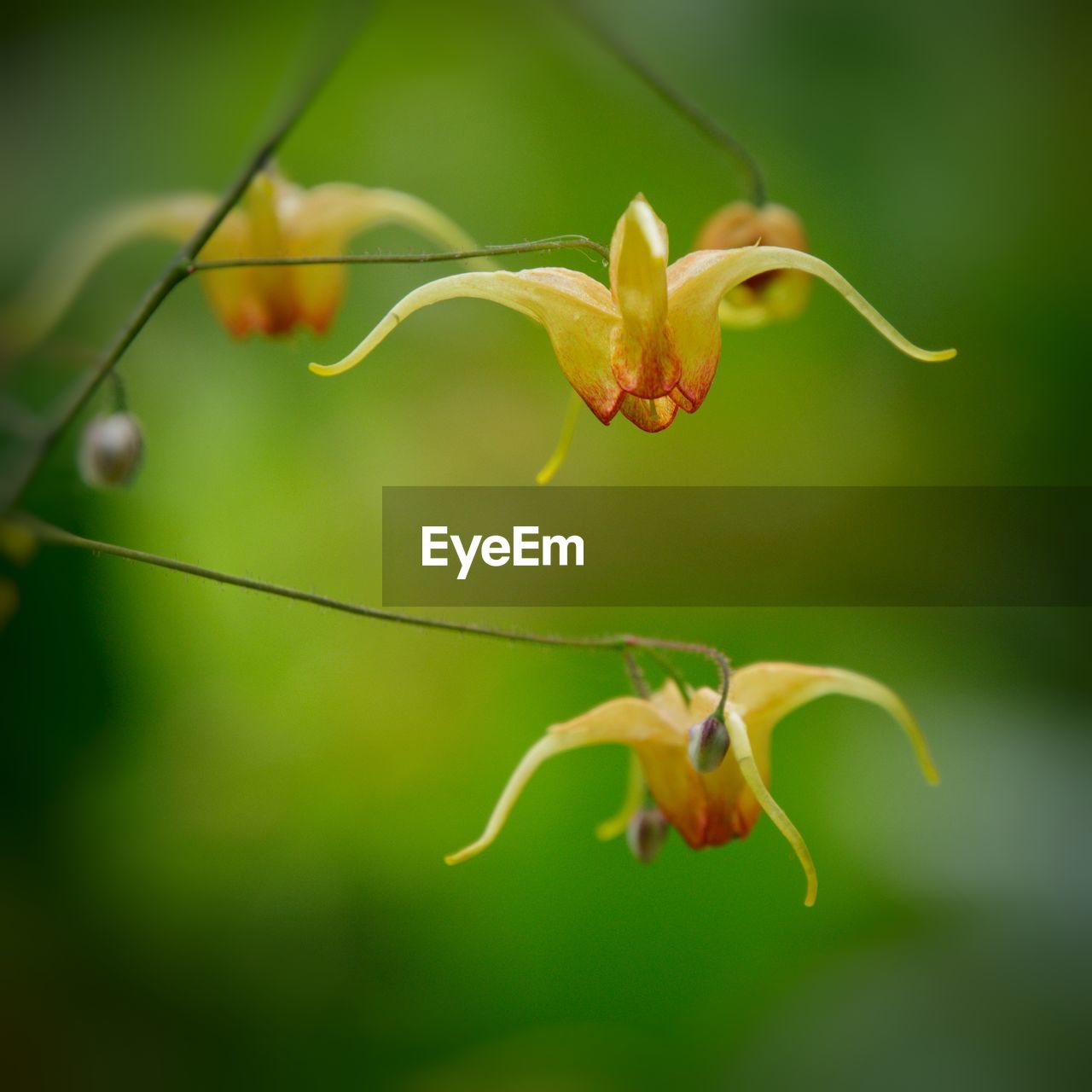 CLOSE-UP OF YELLOW FLOWER