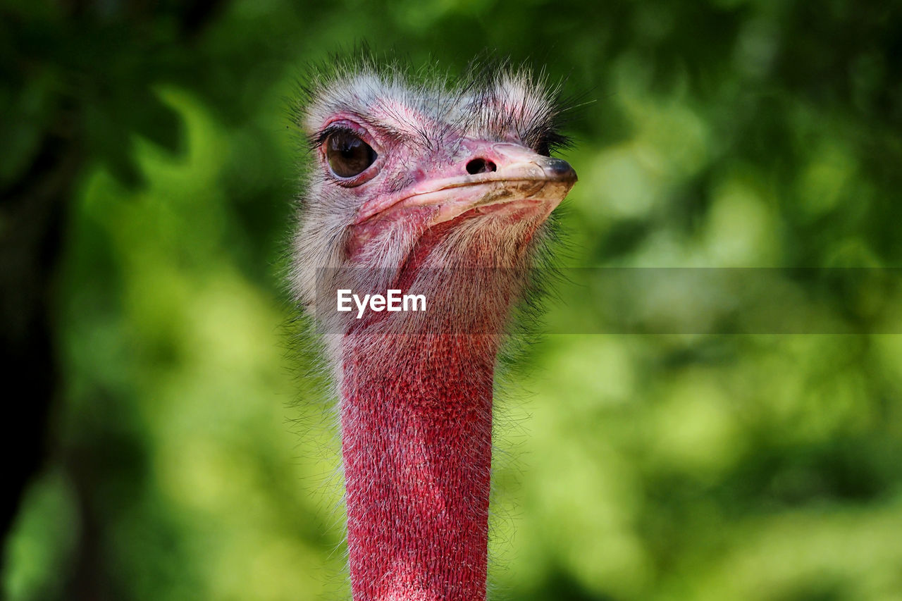 Close-up of ostrich