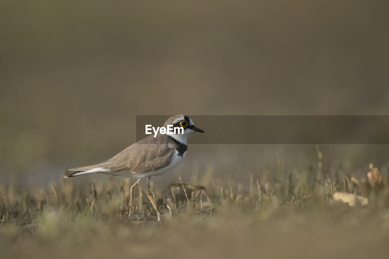 Little ringed plover bird 