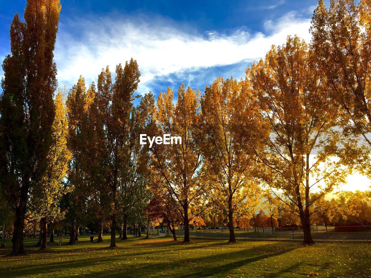 Trees on landscape during autumn