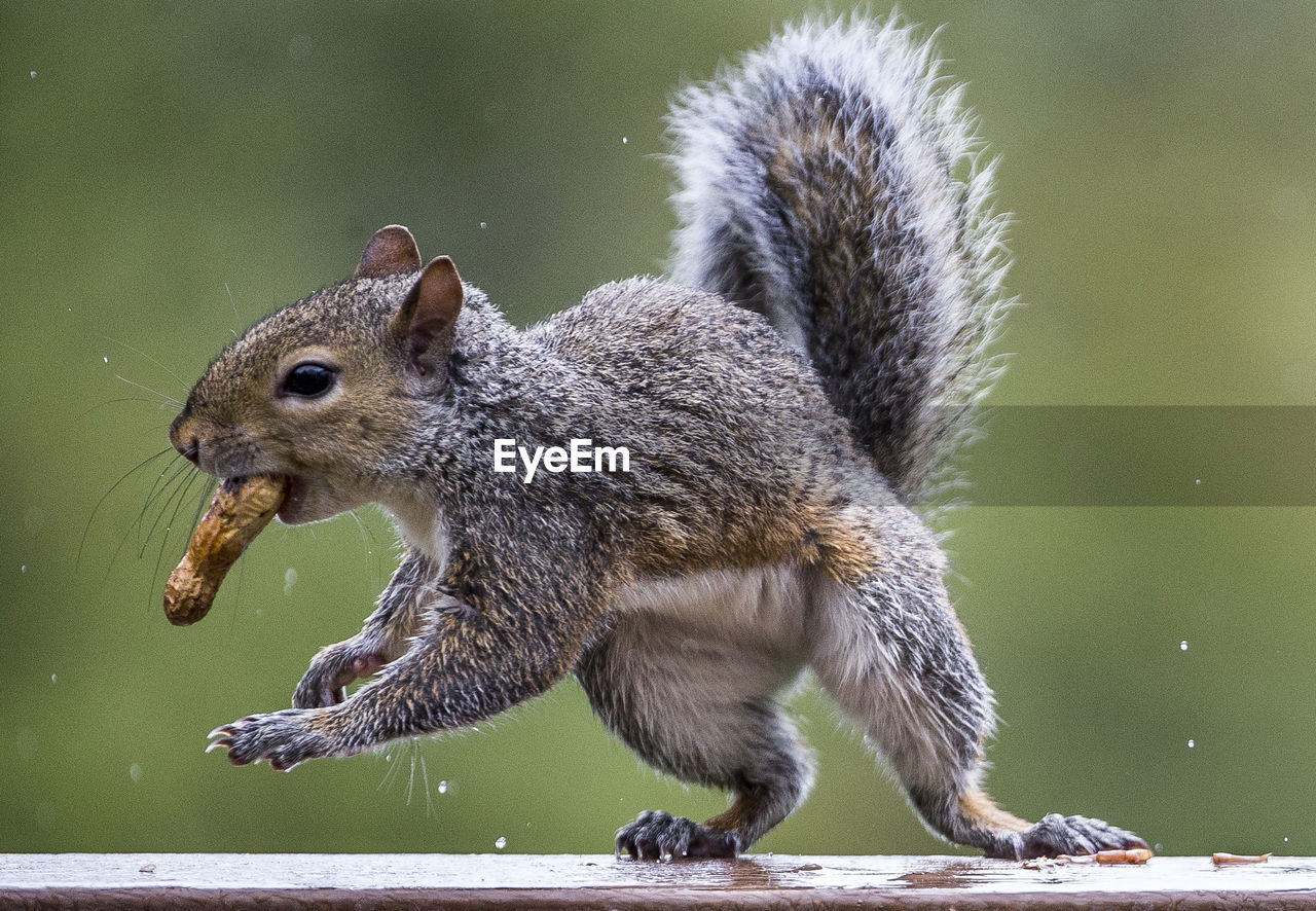 Close-up of squirrel on lake