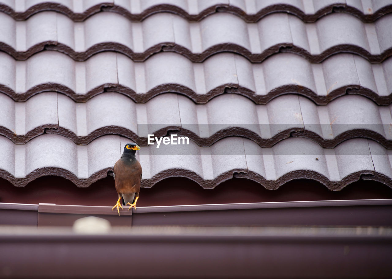 Low angle view of bird perching on roof of building