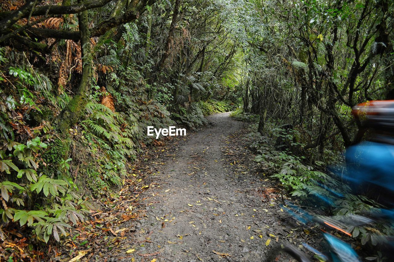 Trail amidst trees in forest