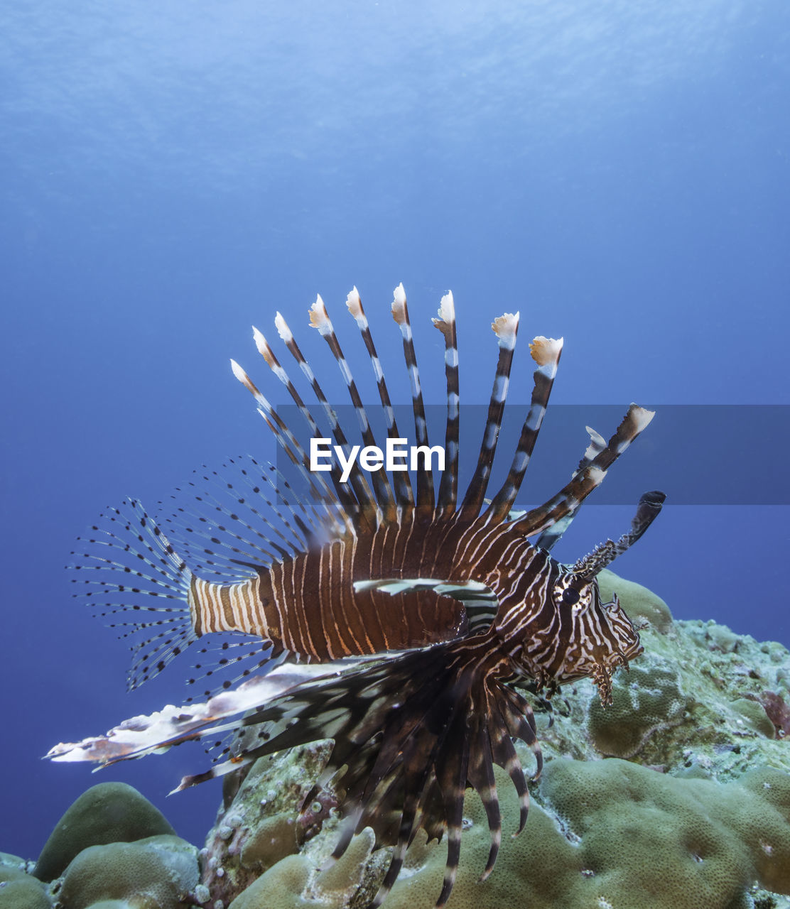 CLOSE-UP OF FISH UNDERWATER