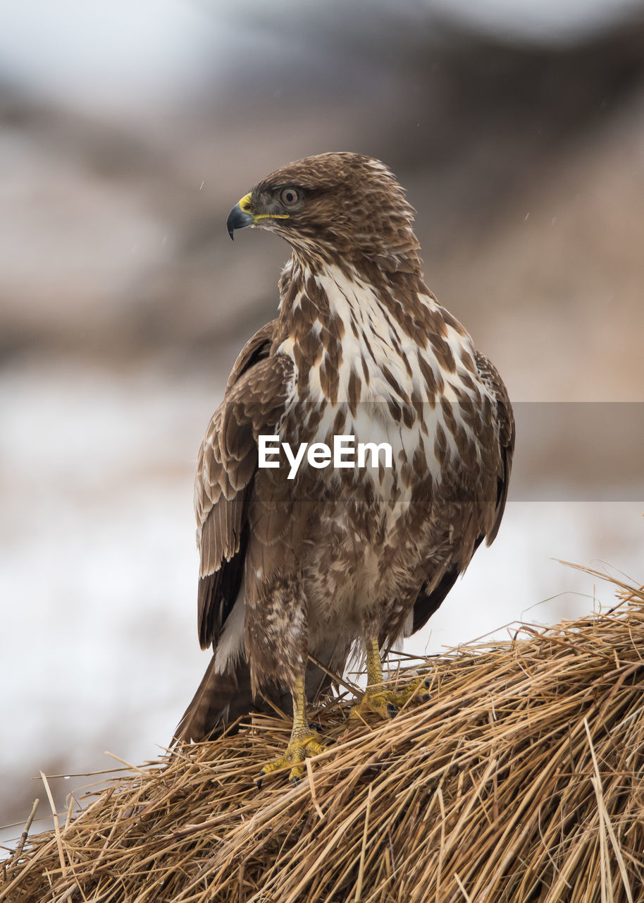 Close-up of bird perching outdoors