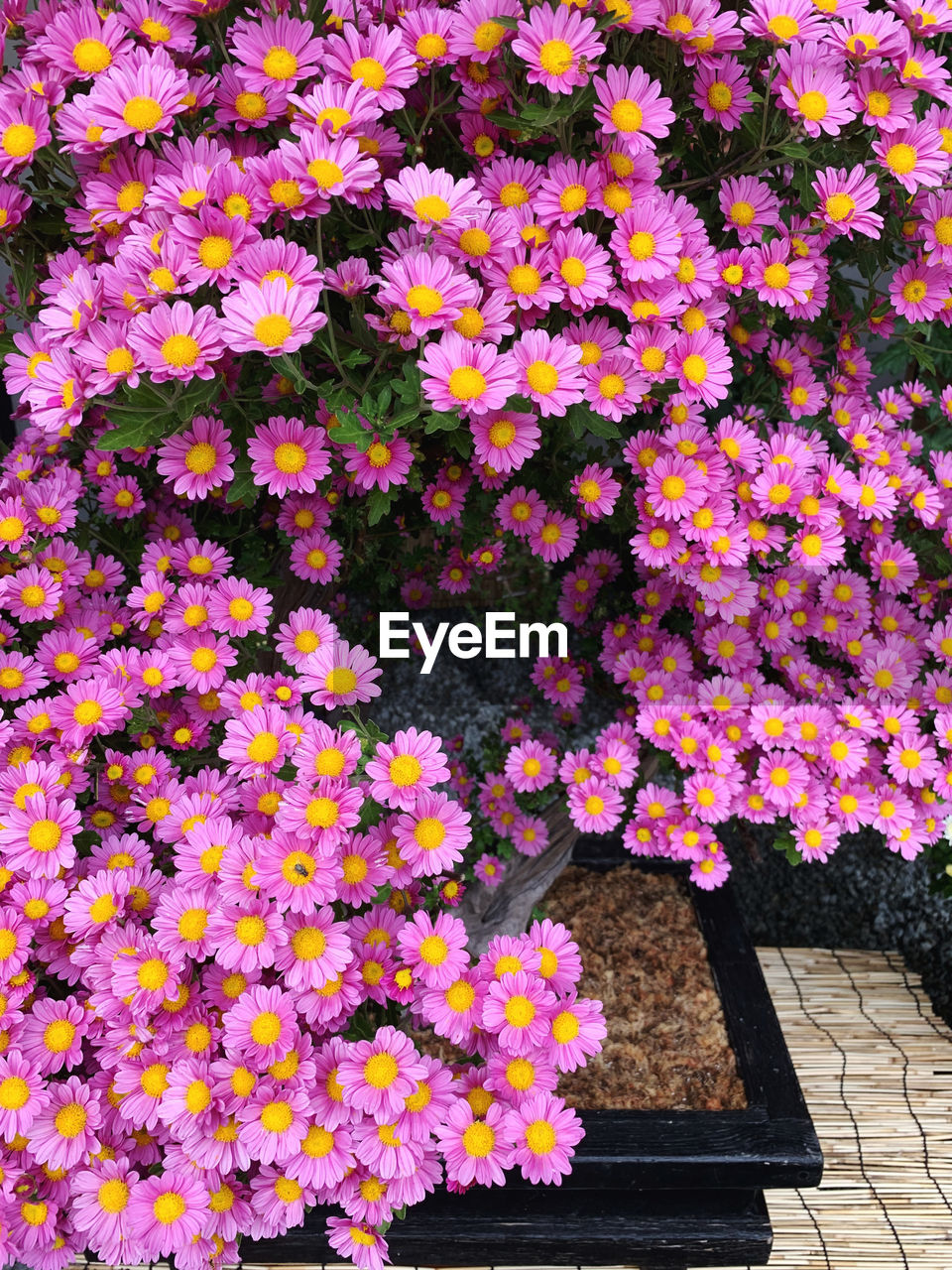 High angle view of pink flowering plants