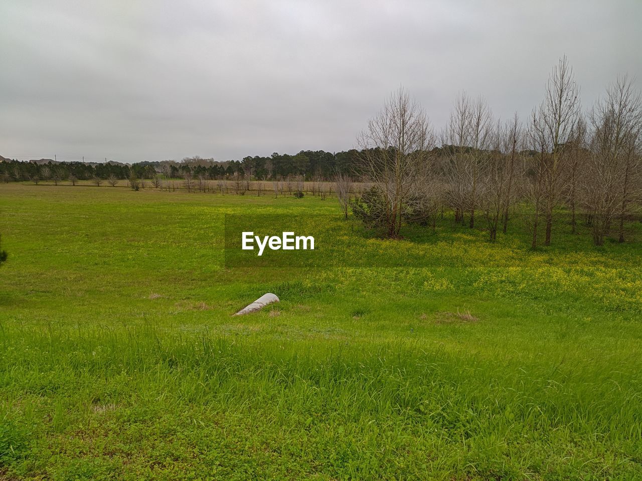 BIRD FLYING OVER FIELD