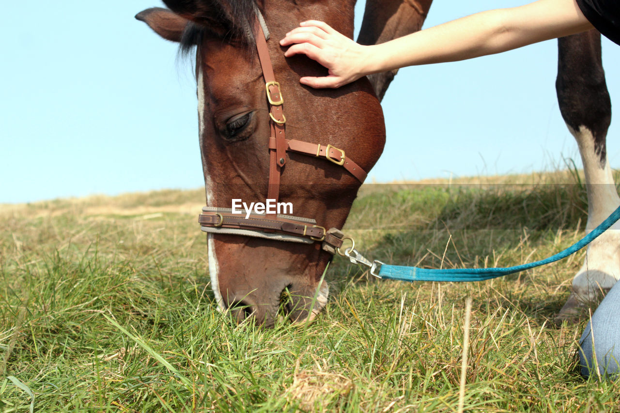 Close-up of a horse on field