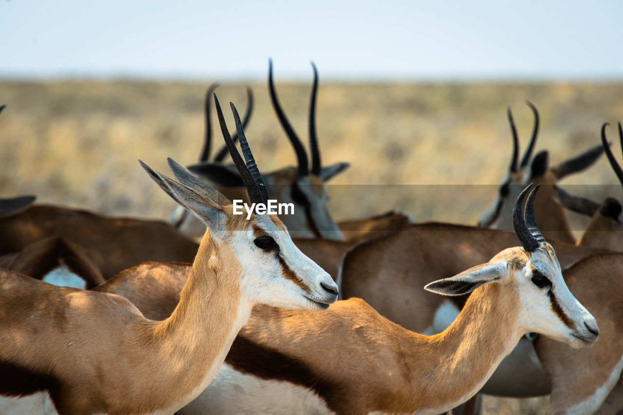 Close-up of deer on field