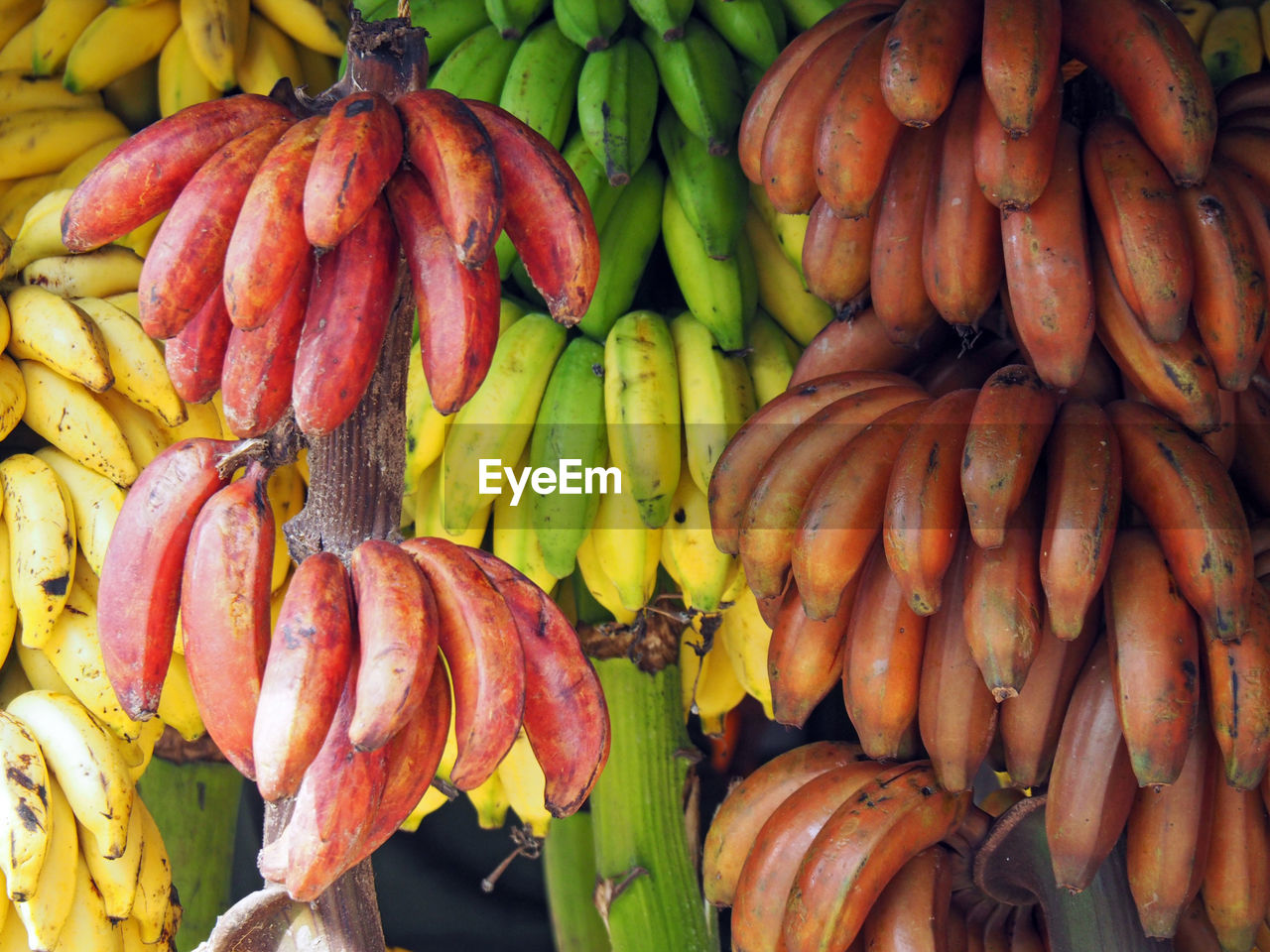 Low angle view of bananas hanging at market stall