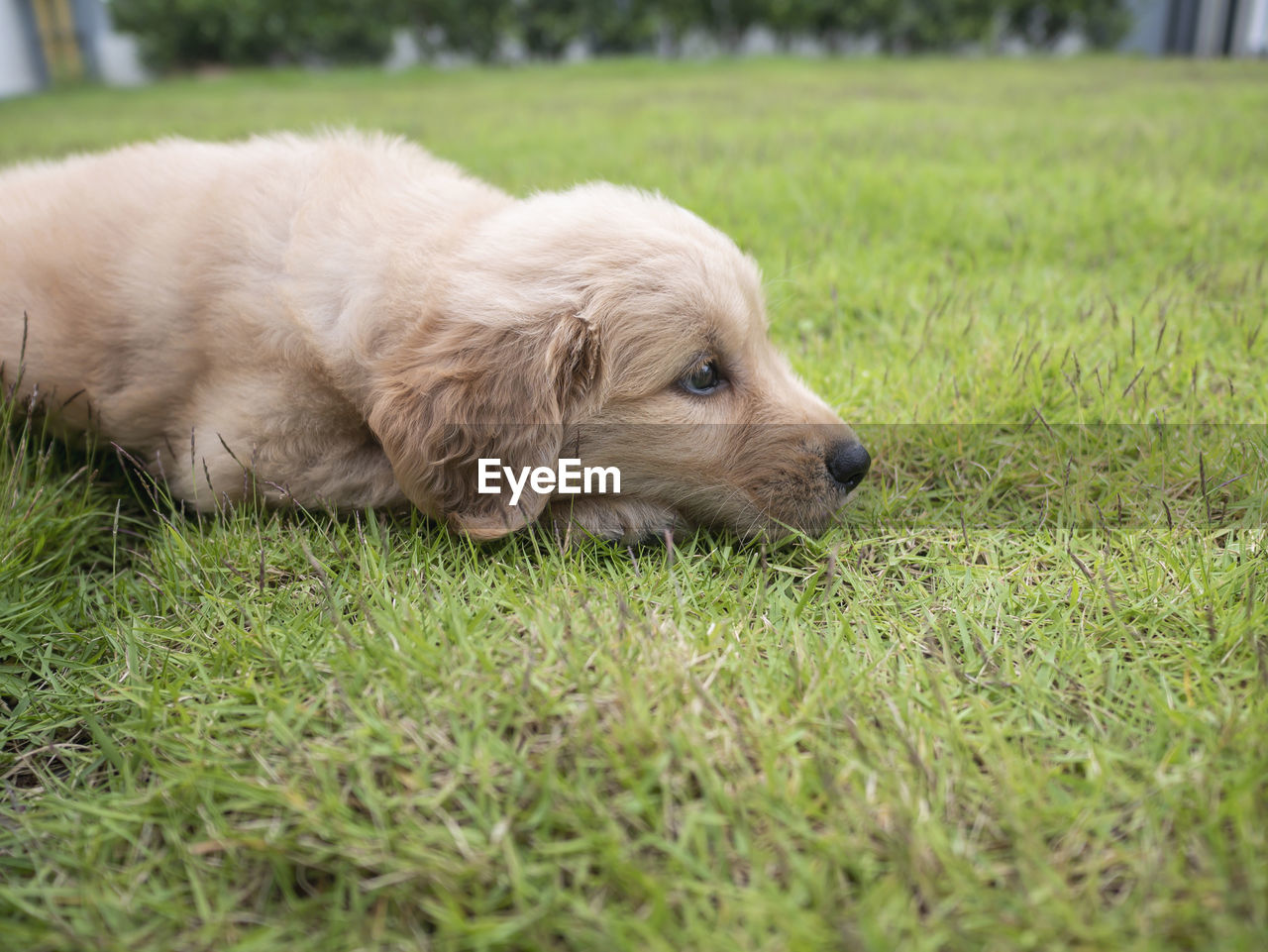 High angle view of a dog relaxing on field