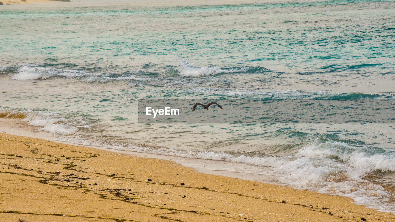 SEAGULL FLYING OVER BEACH