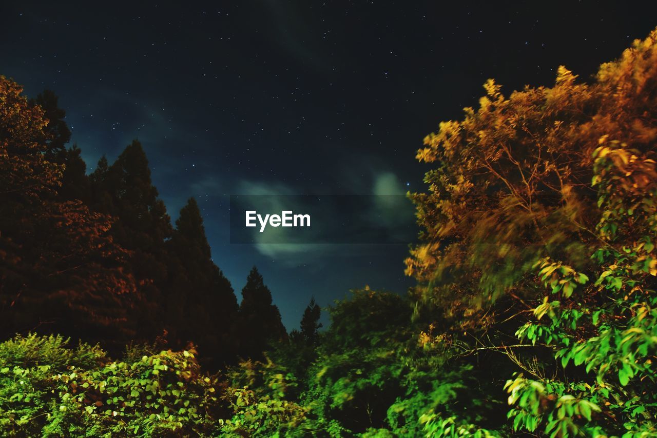 LOW ANGLE VIEW OF TREES AND MOUNTAINS AGAINST SKY