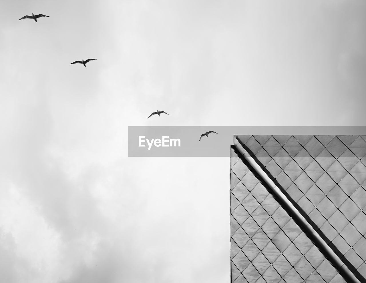 Low angle view of birds flying against sky