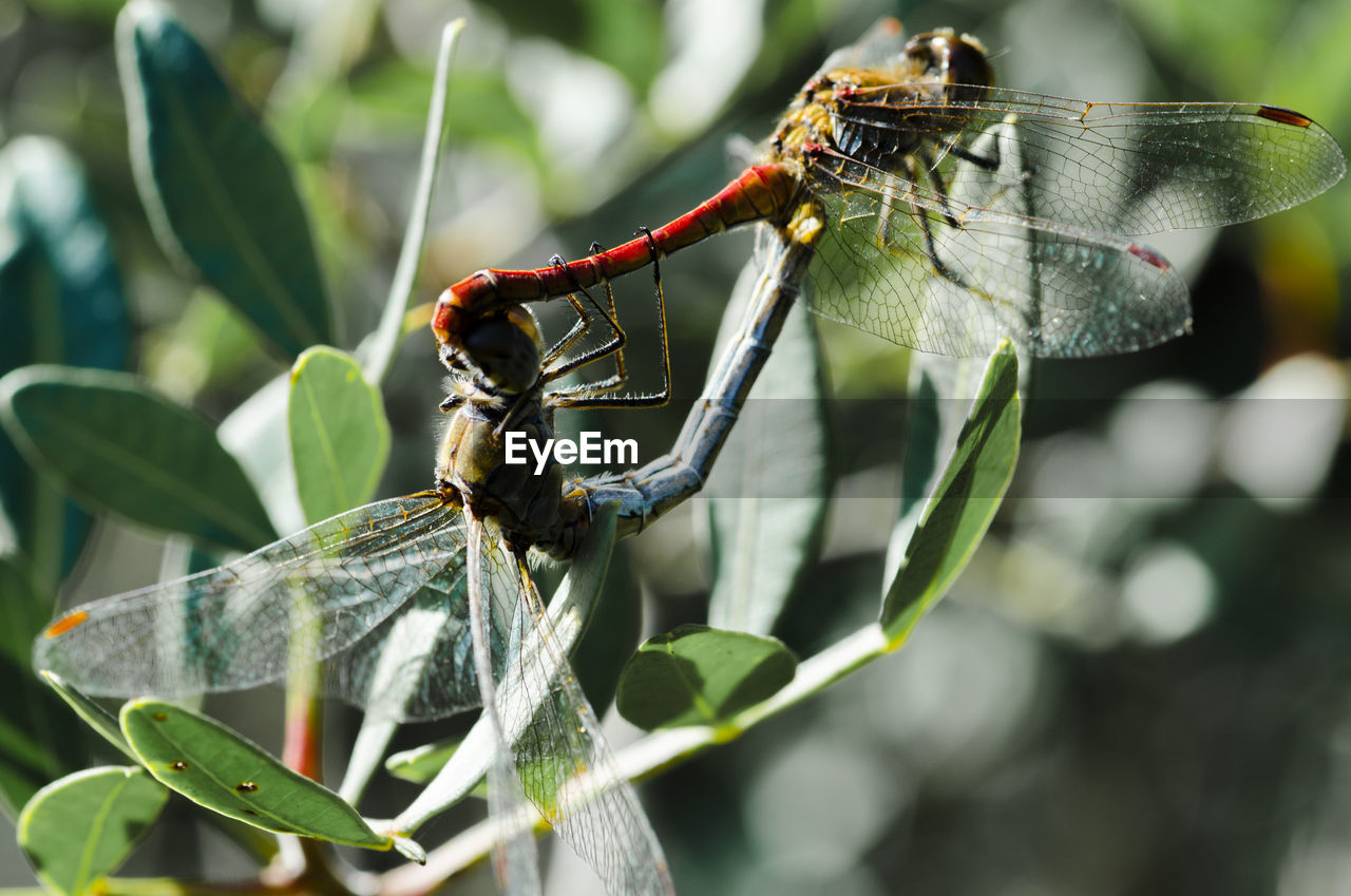 Close-up of insect on leaf