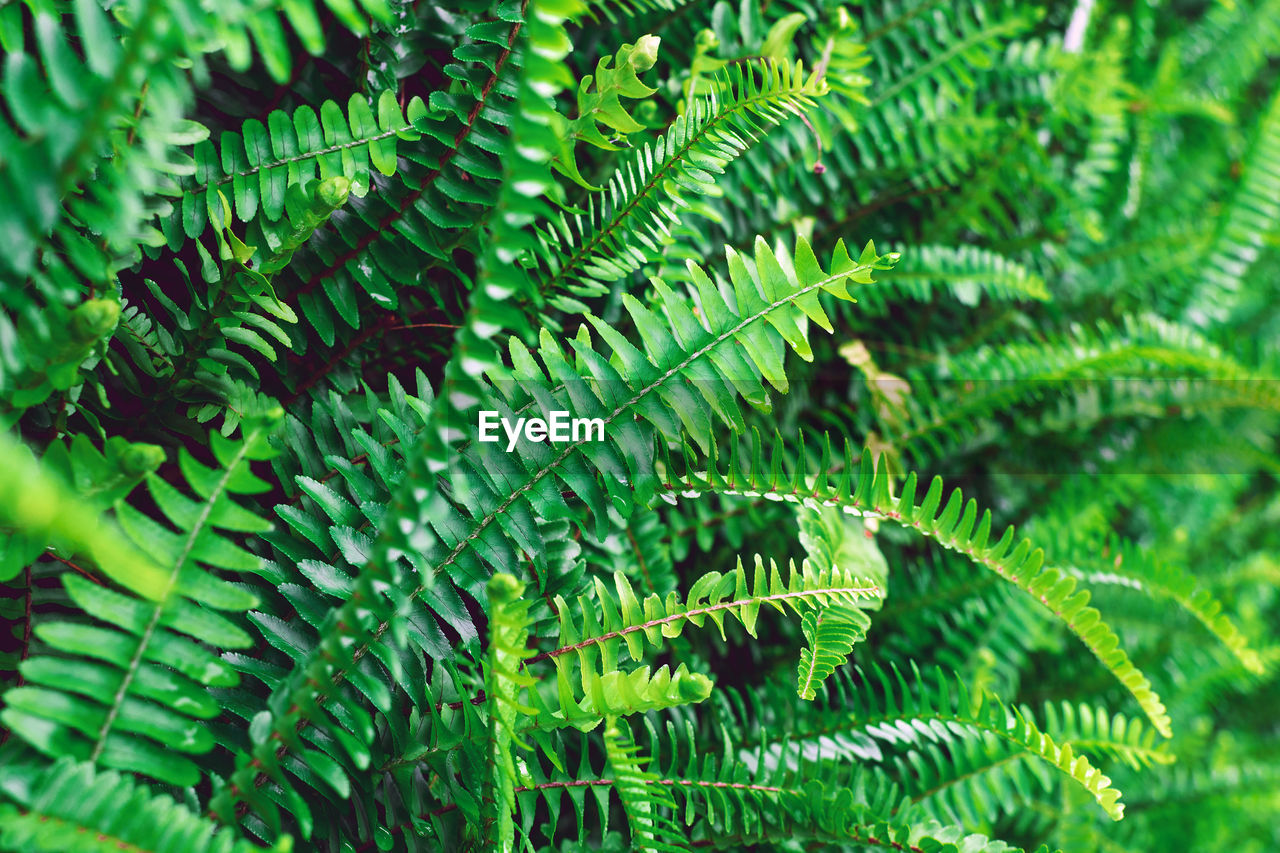 CLOSE-UP OF FERN LEAVES ON TREE