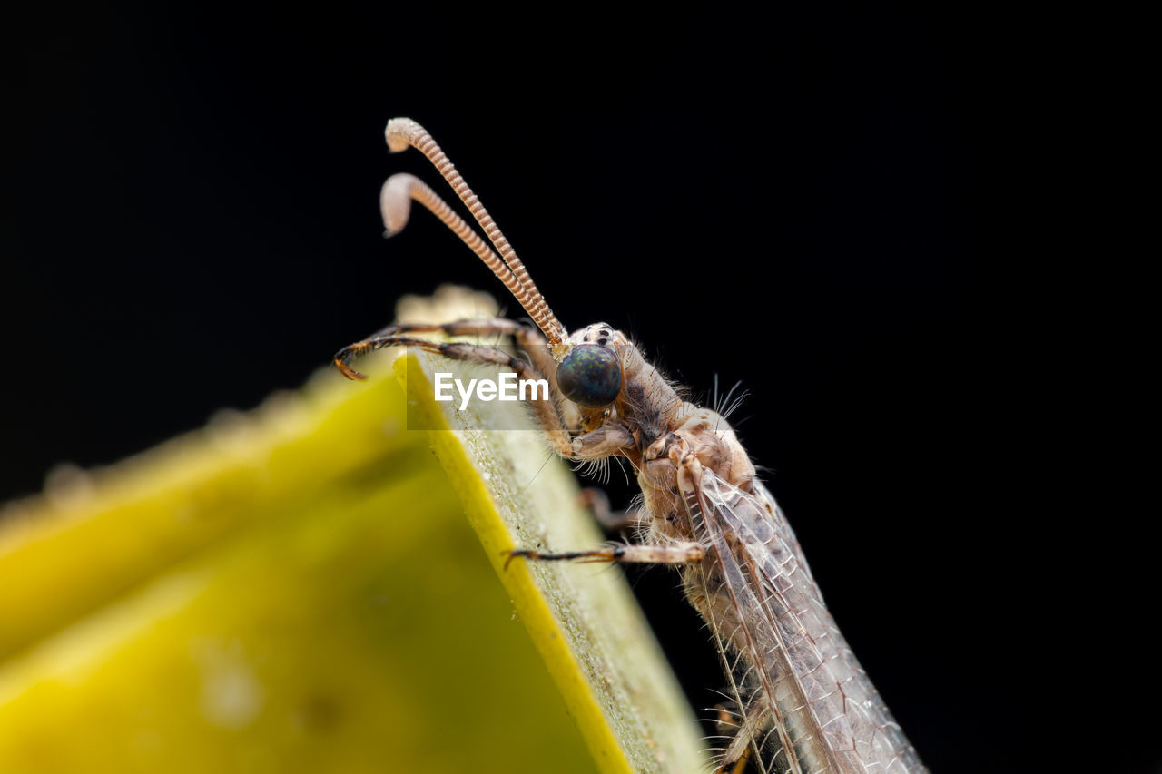 CLOSE-UP OF GRASSHOPPER