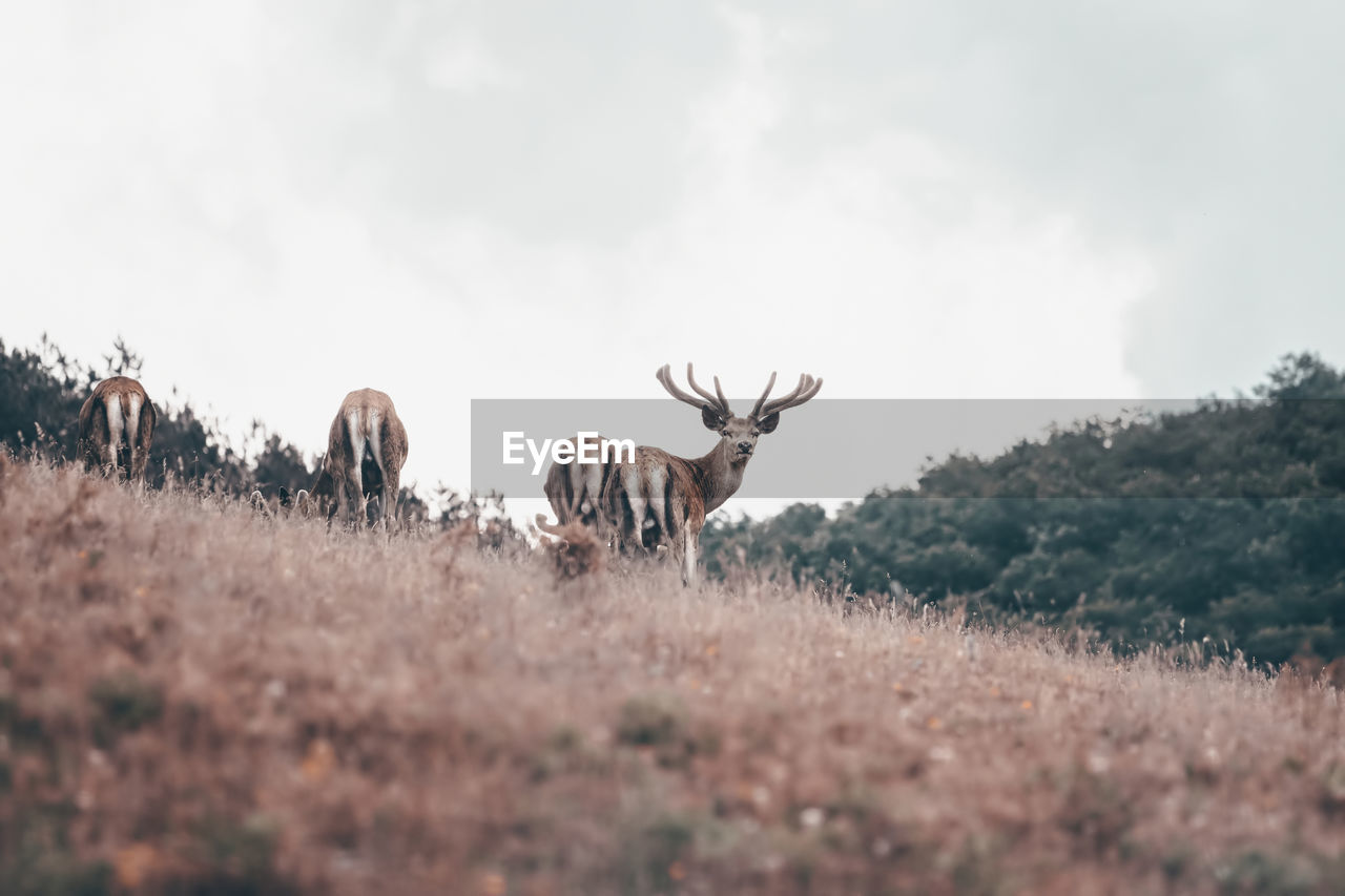 VIEW OF DEER ON FIELD