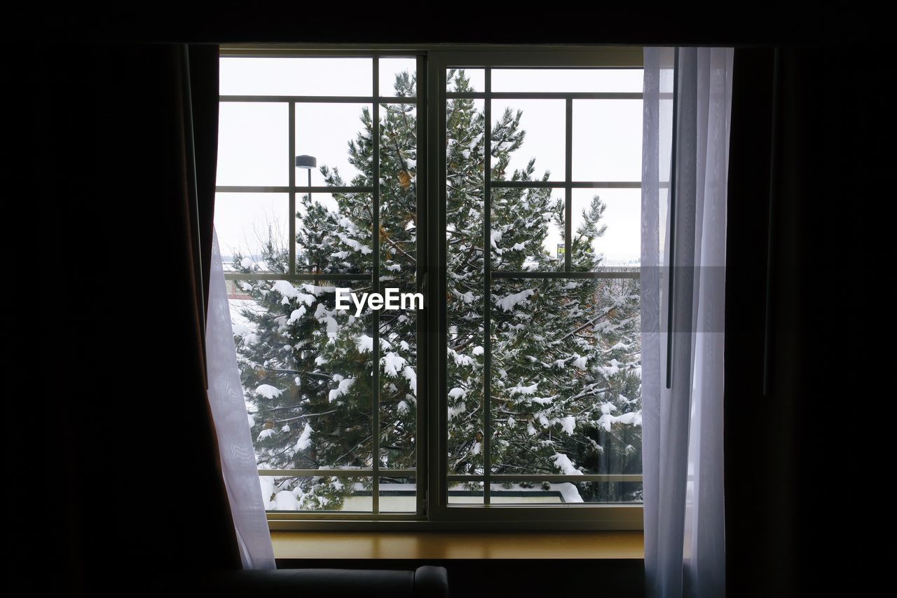 VIEW OF TREES THROUGH WINDOW