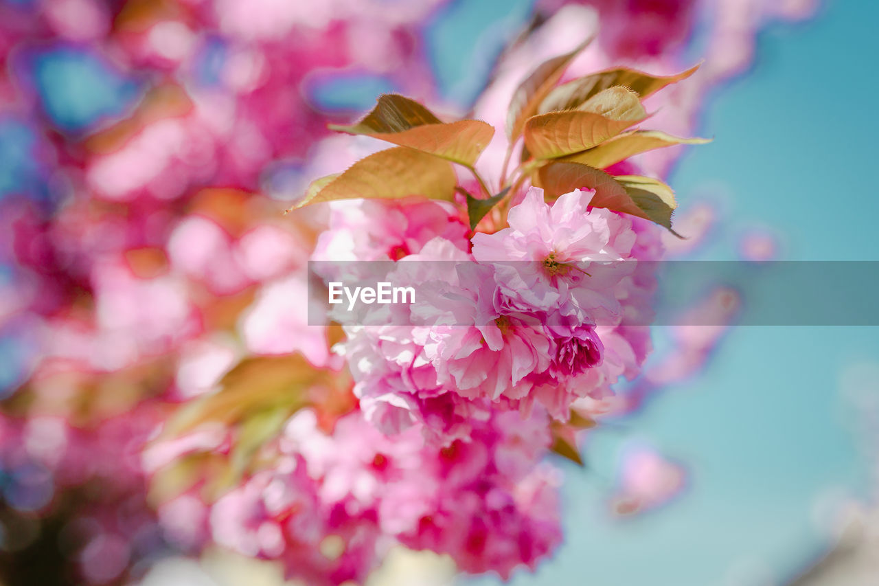 Close-up of pink cherry blossom