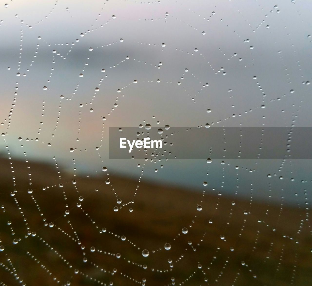 Close-up of wet spider web during sunset