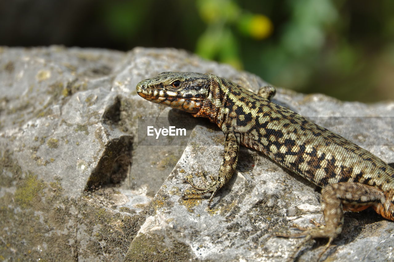 animal themes, animal, animal wildlife, one animal, reptile, wildlife, lizard, wall lizard, rock, no people, nature, dragon lizard, close-up, outdoors, animal body part, day