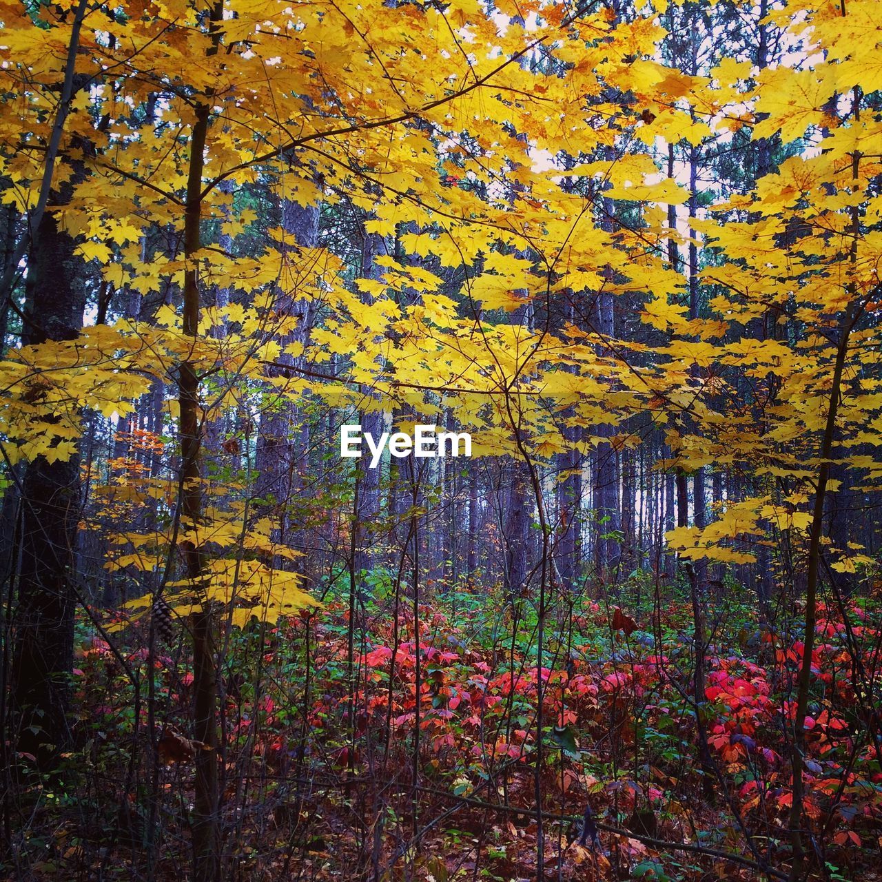 VIEW OF AUTUMNAL TREES
