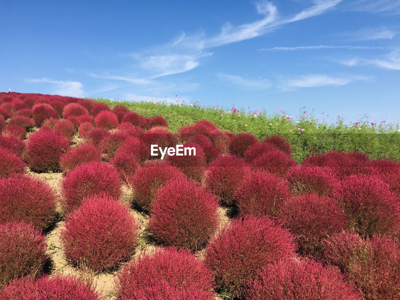 Red flowering plants on field against sky