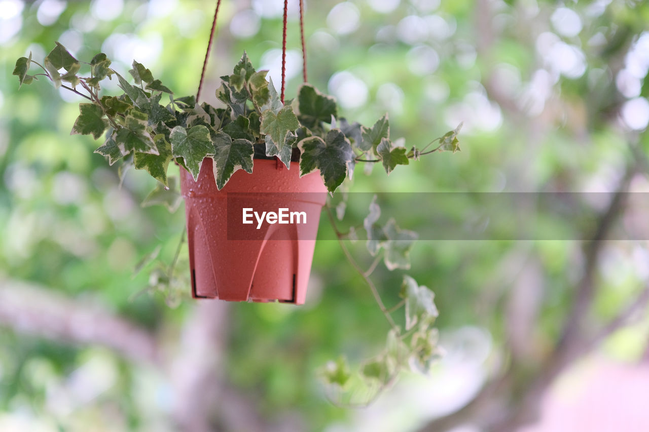 CLOSE-UP OF POTTED PLANT HANGING ON BRANCH