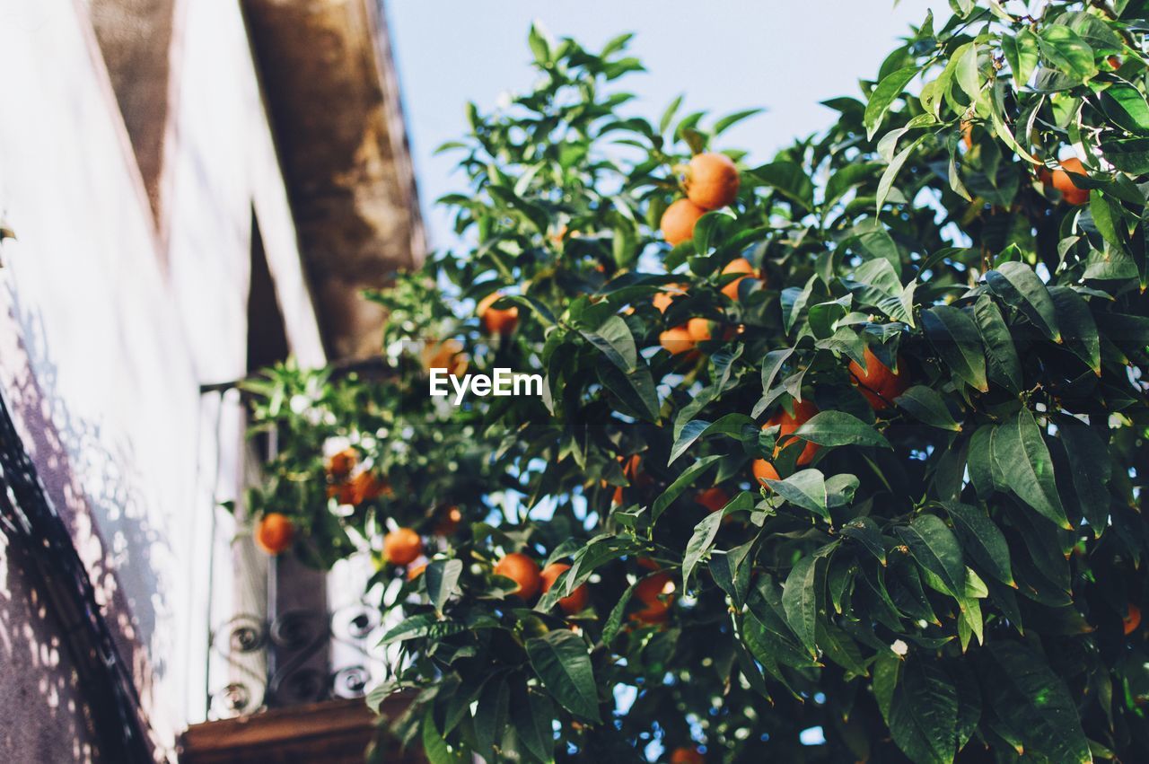 Low angle view of orange tree by building
