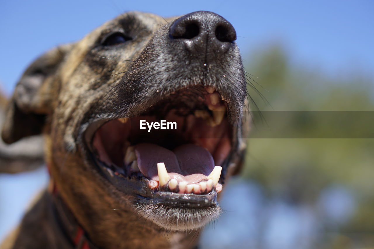 CLOSE-UP OF DOG WITH MOUTH AGAINST SKY