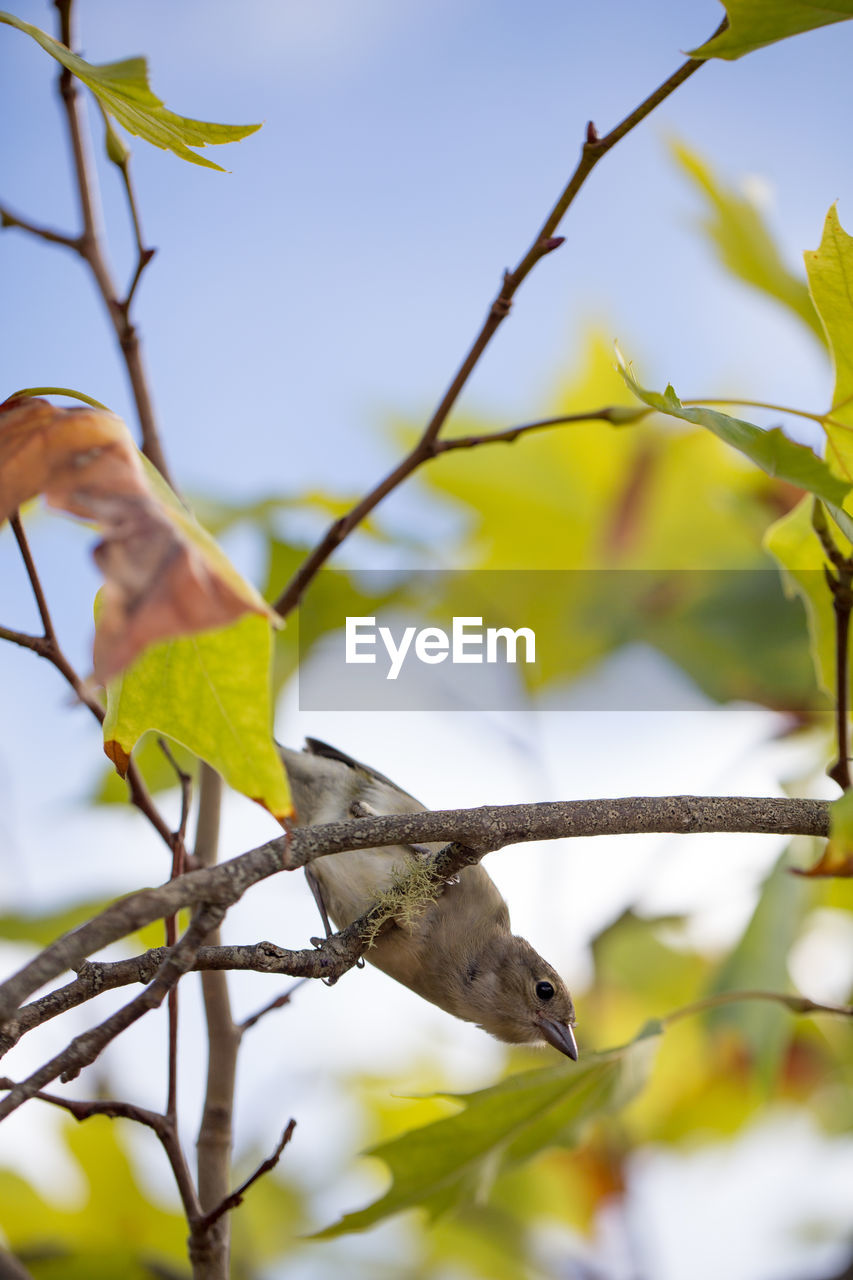 LOW ANGLE VIEW OF BIRD FLYING AGAINST TREE