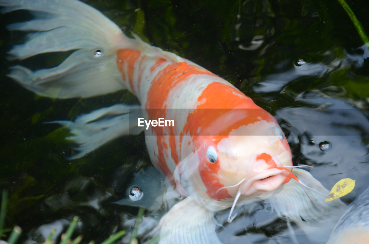 Close-up of koi fish in water