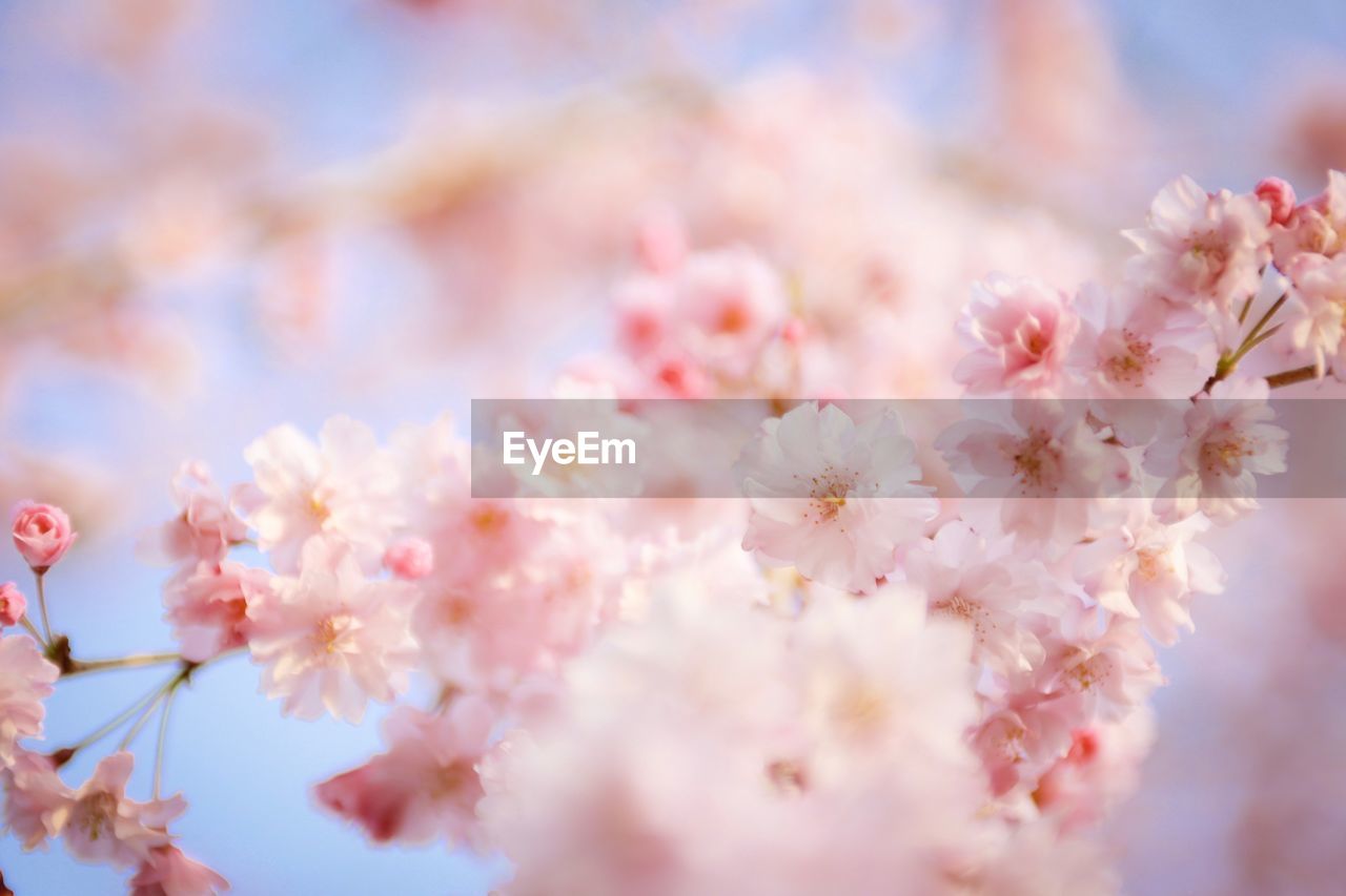 CLOSE-UP OF CHERRY BLOSSOMS