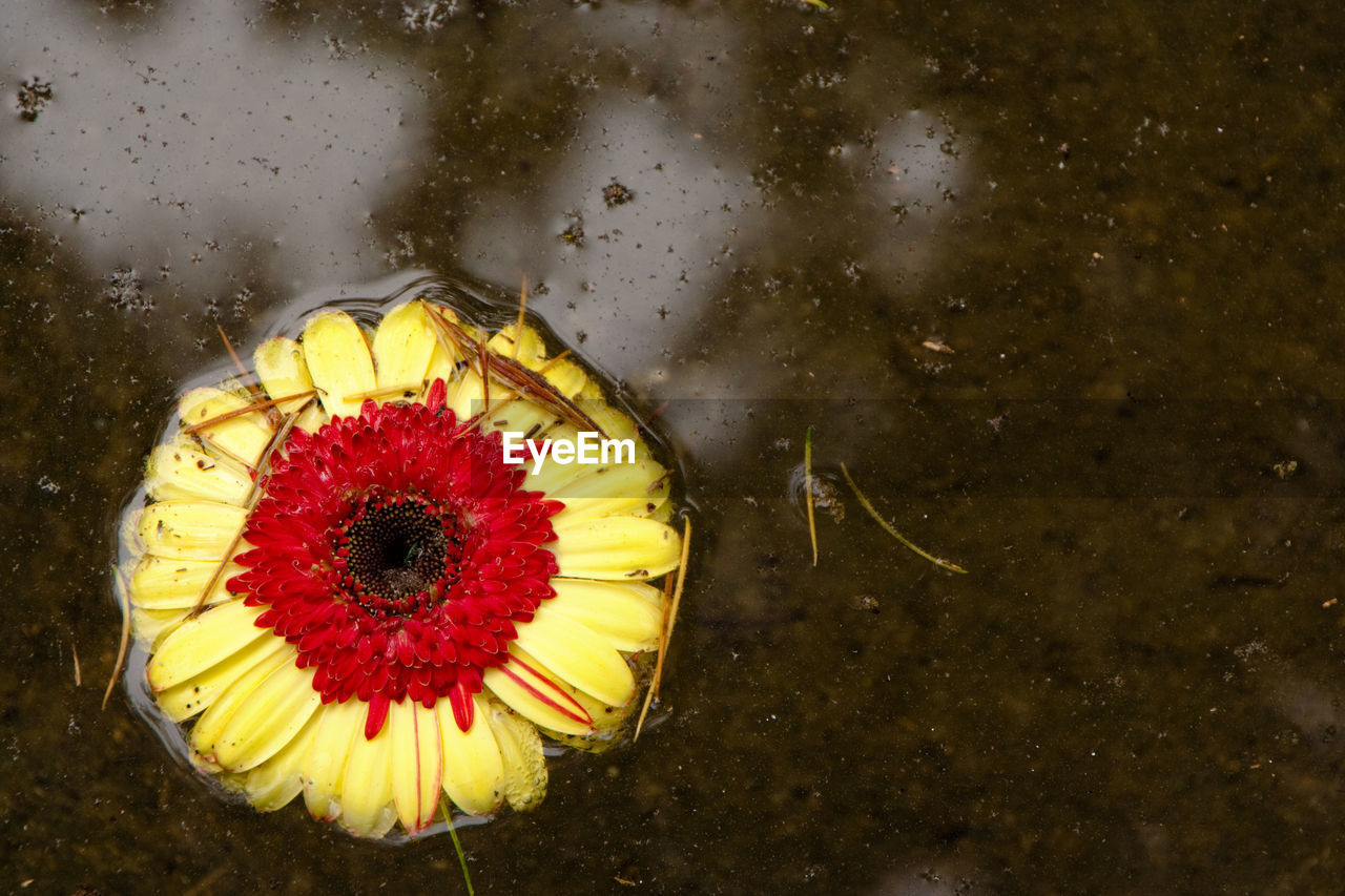 Close-up of yellow flower in water