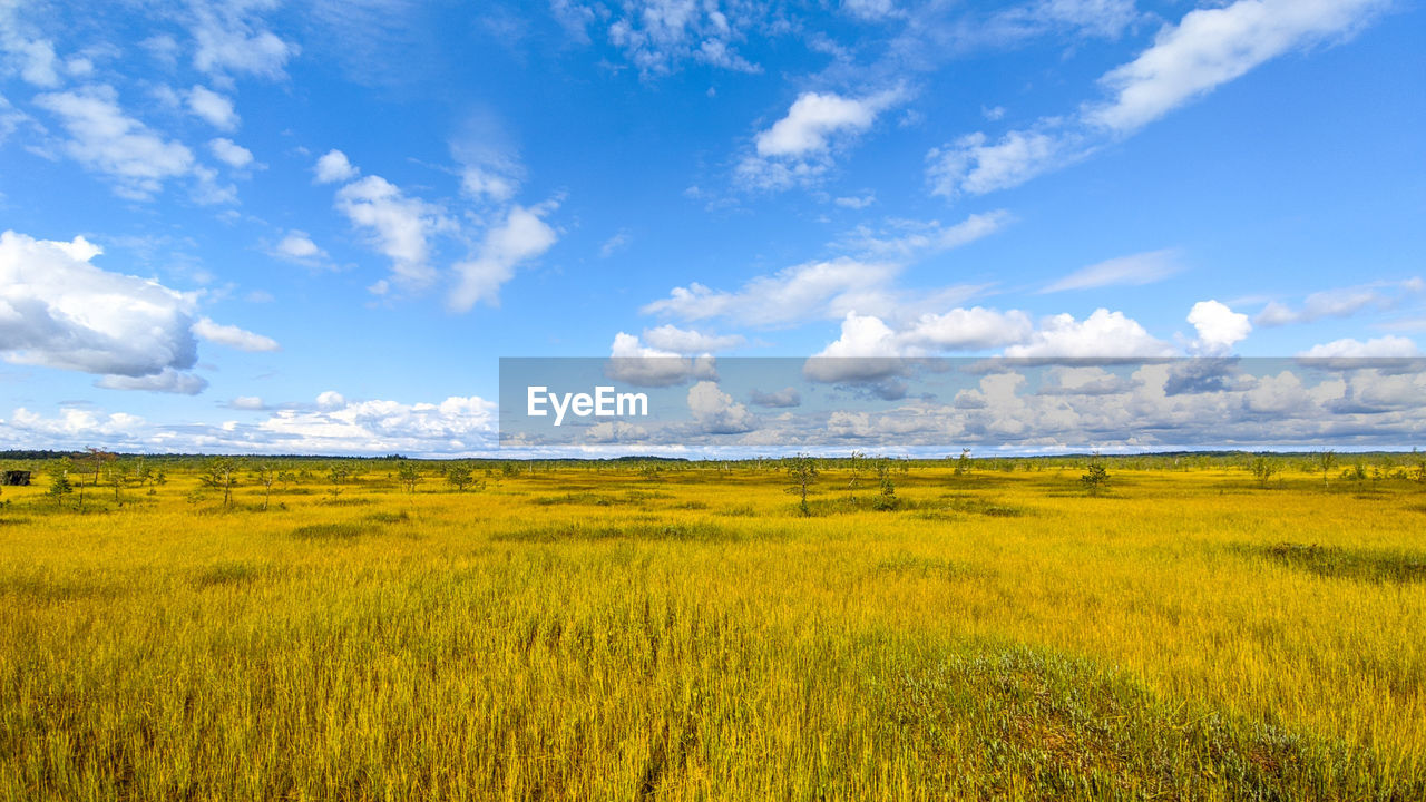 landscape, environment, sky, horizon, cloud, land, field, plant, grassland, rapeseed, plain, beauty in nature, agriculture, scenics - nature, rural scene, nature, prairie, yellow, food, crop, blue, tranquility, flower, canola, no people, meadow, tranquil scene, grass, cereal plant, horizon over land, steppe, growth, farm, outdoors, barley, summer, day, non-urban scene, produce, springtime, urban skyline, green, freshness, vegetable, sunlight, vibrant color, rural area, idyllic, natural environment, tree, travel destinations, flowering plant, cloudscape, travel, pasture, food and drink