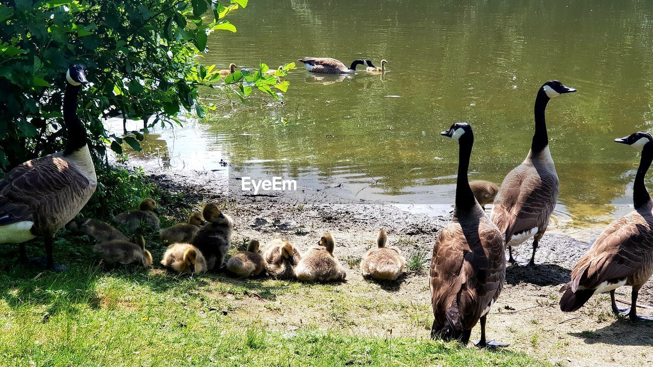 FLOCK OF BIRDS IN LAKE