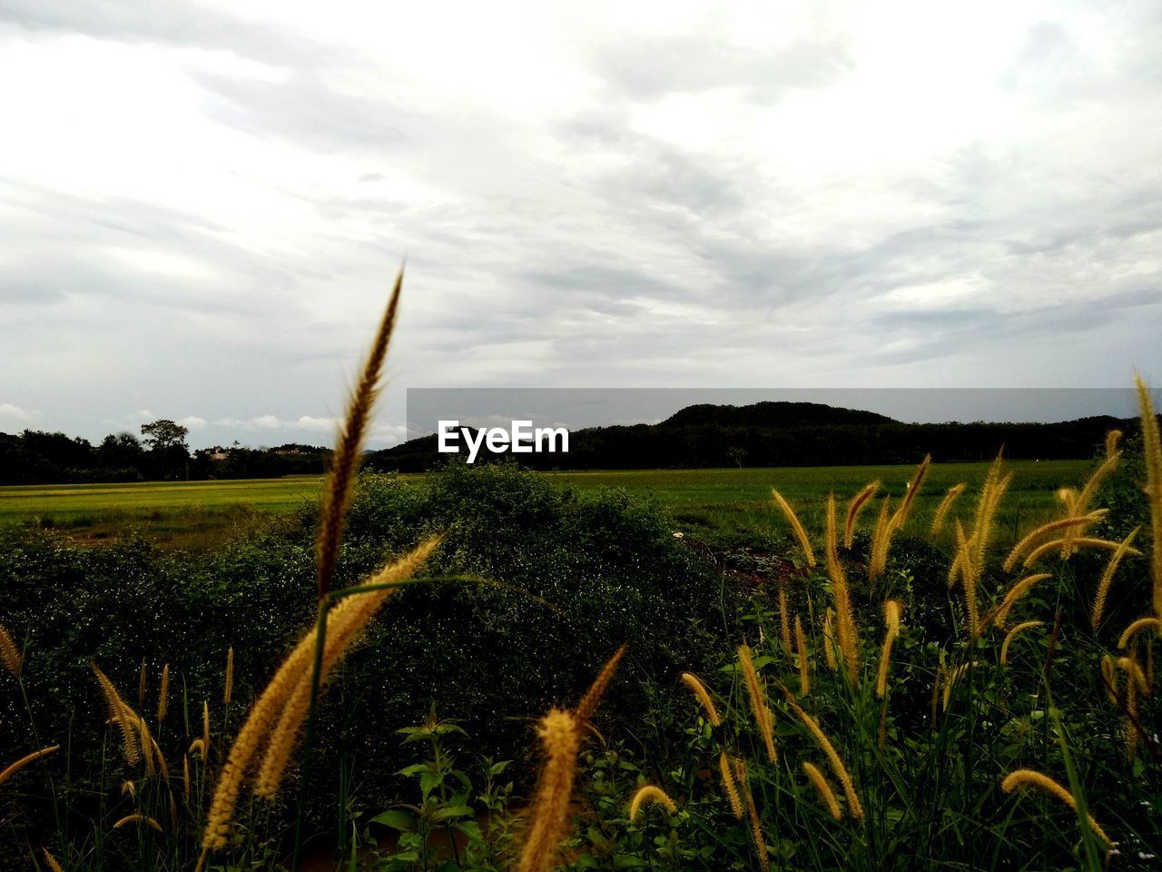 PLANTS GROWING ON FIELD AGAINST SKY