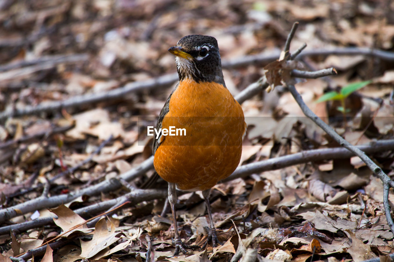 animal themes, animal, bird, nature, animal wildlife, wildlife, one animal, robin, beak, no people, branch, land, close-up, leaf, perching, outdoors, day, focus on foreground, plant part, blackbird, full length, field