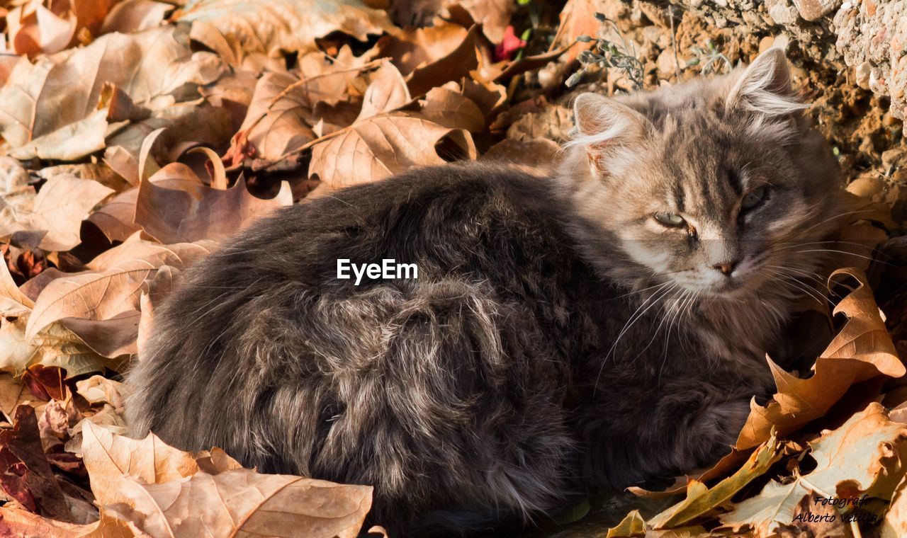 VIEW OF A CAT LYING ON LEAVES