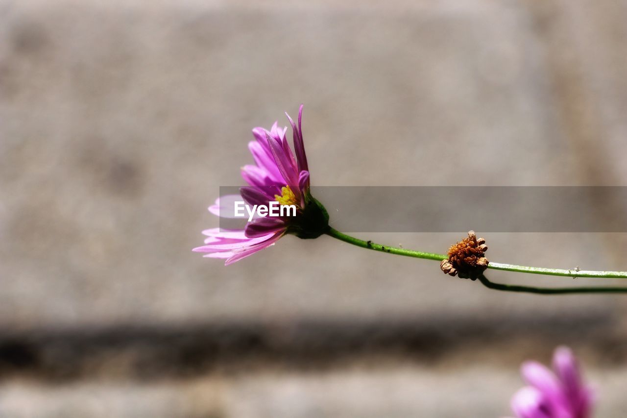 Close-up of pink flower against blurred background