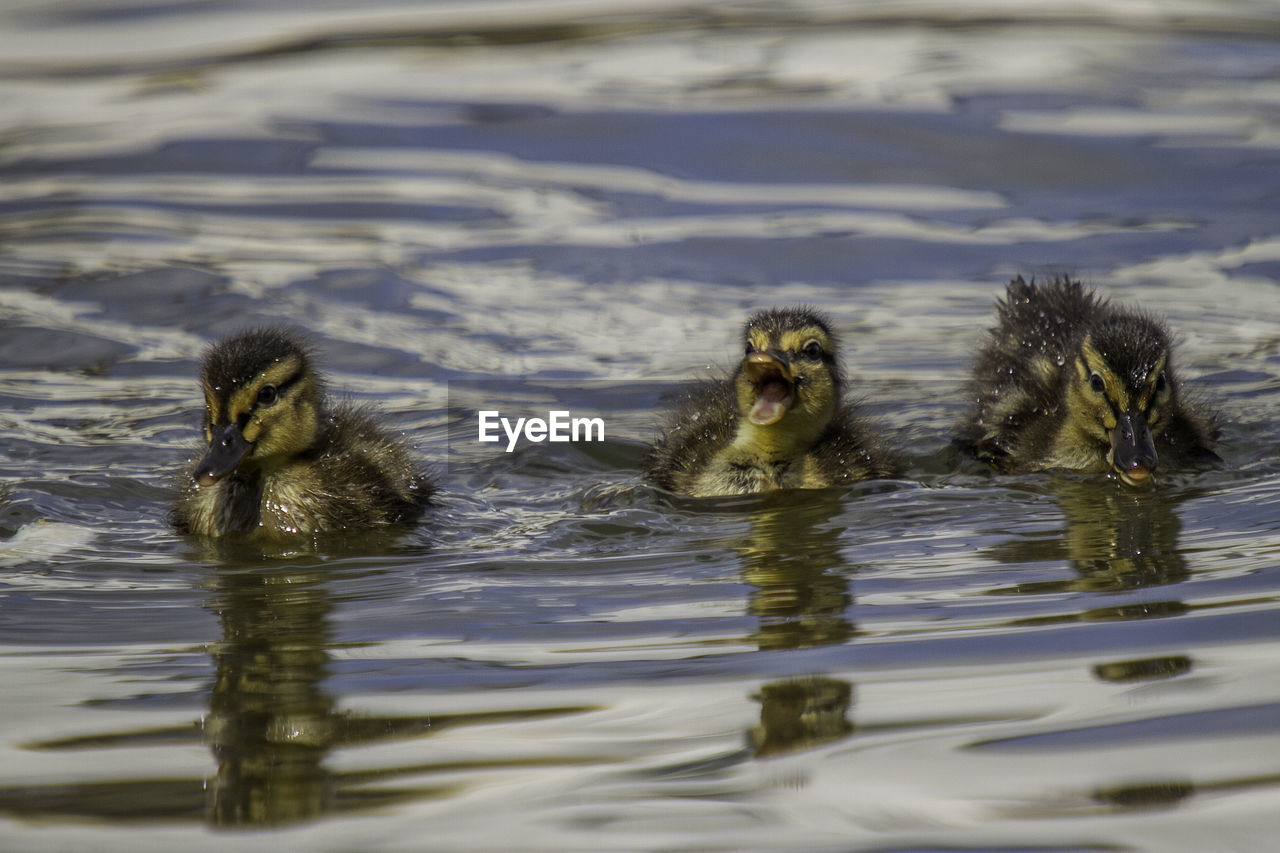 DUCKS SWIMMING ON LAKE