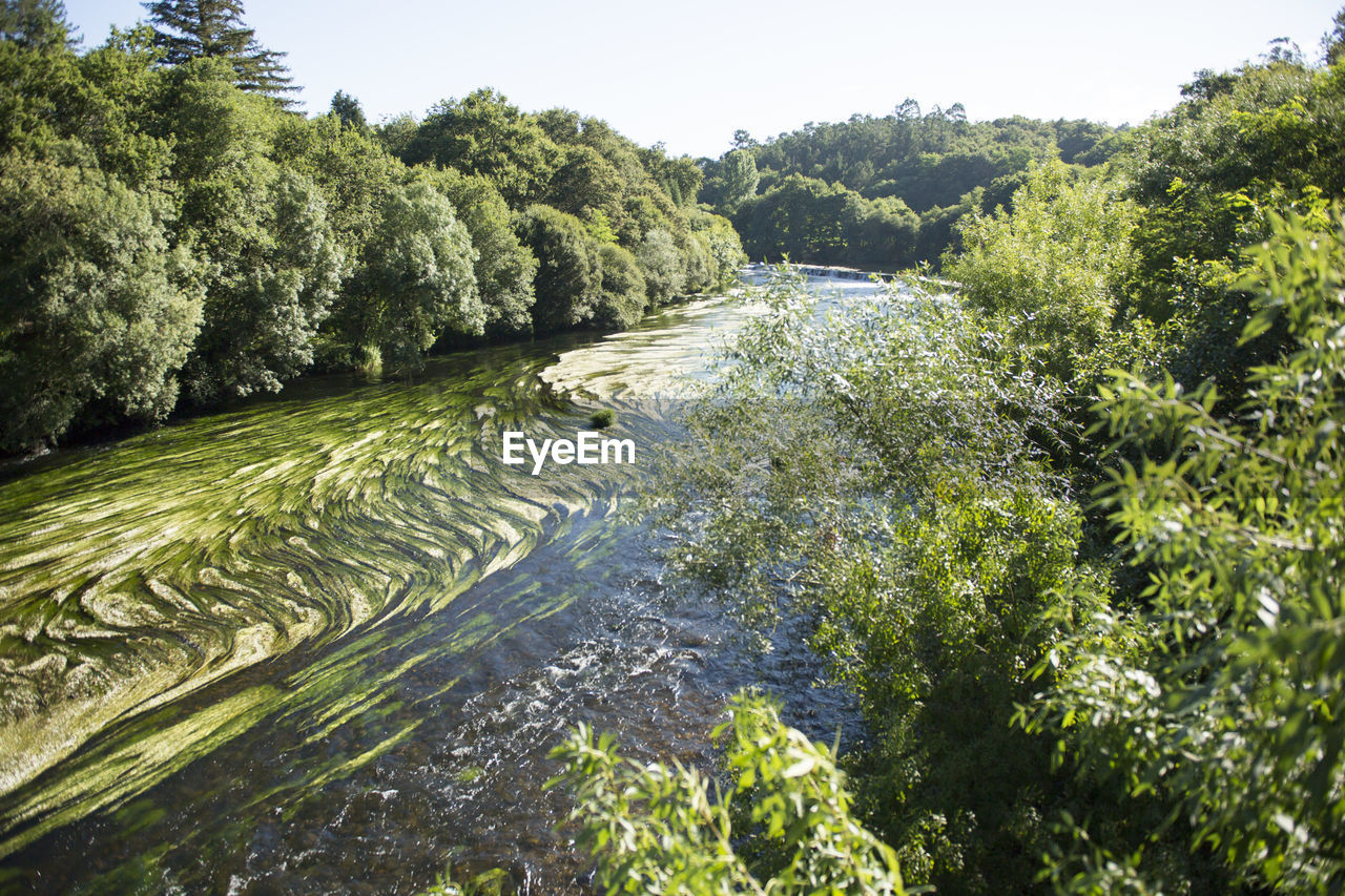 Scenic view of river amidst trees in forest