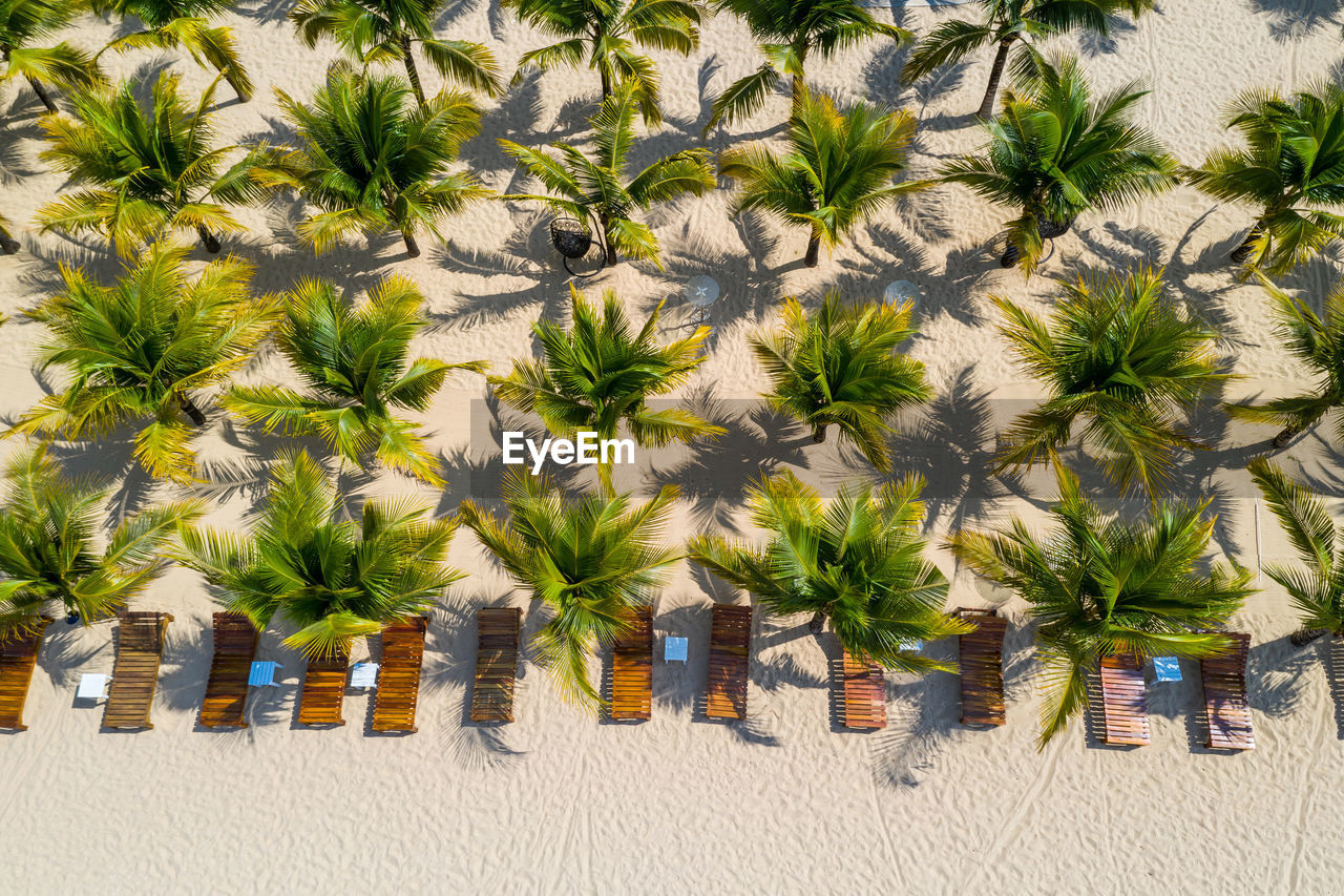 Lovely aerial scenery of planted palm trees on beach sand