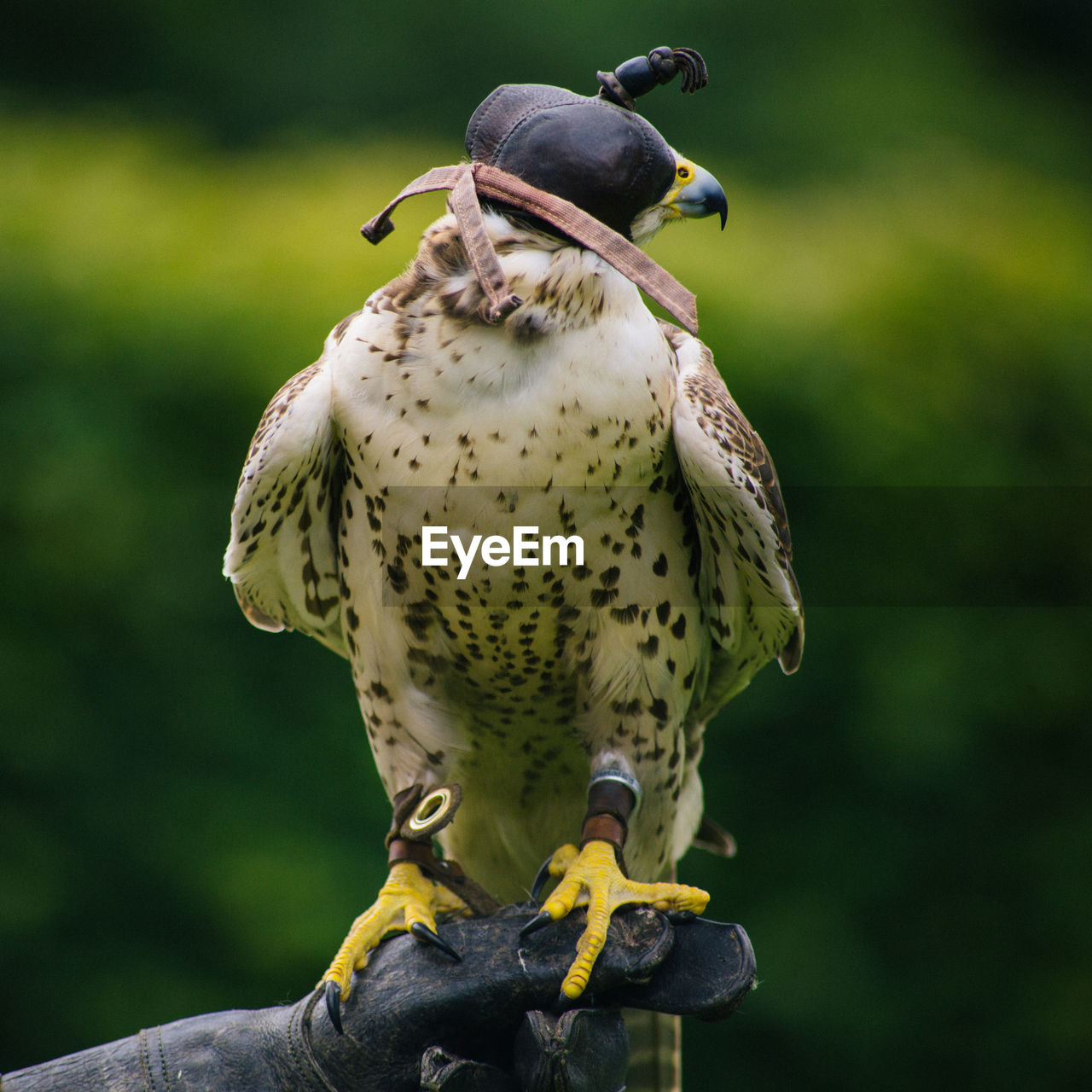 CLOSE-UP OF EAGLE PERCHING ON HUMAN FINGER